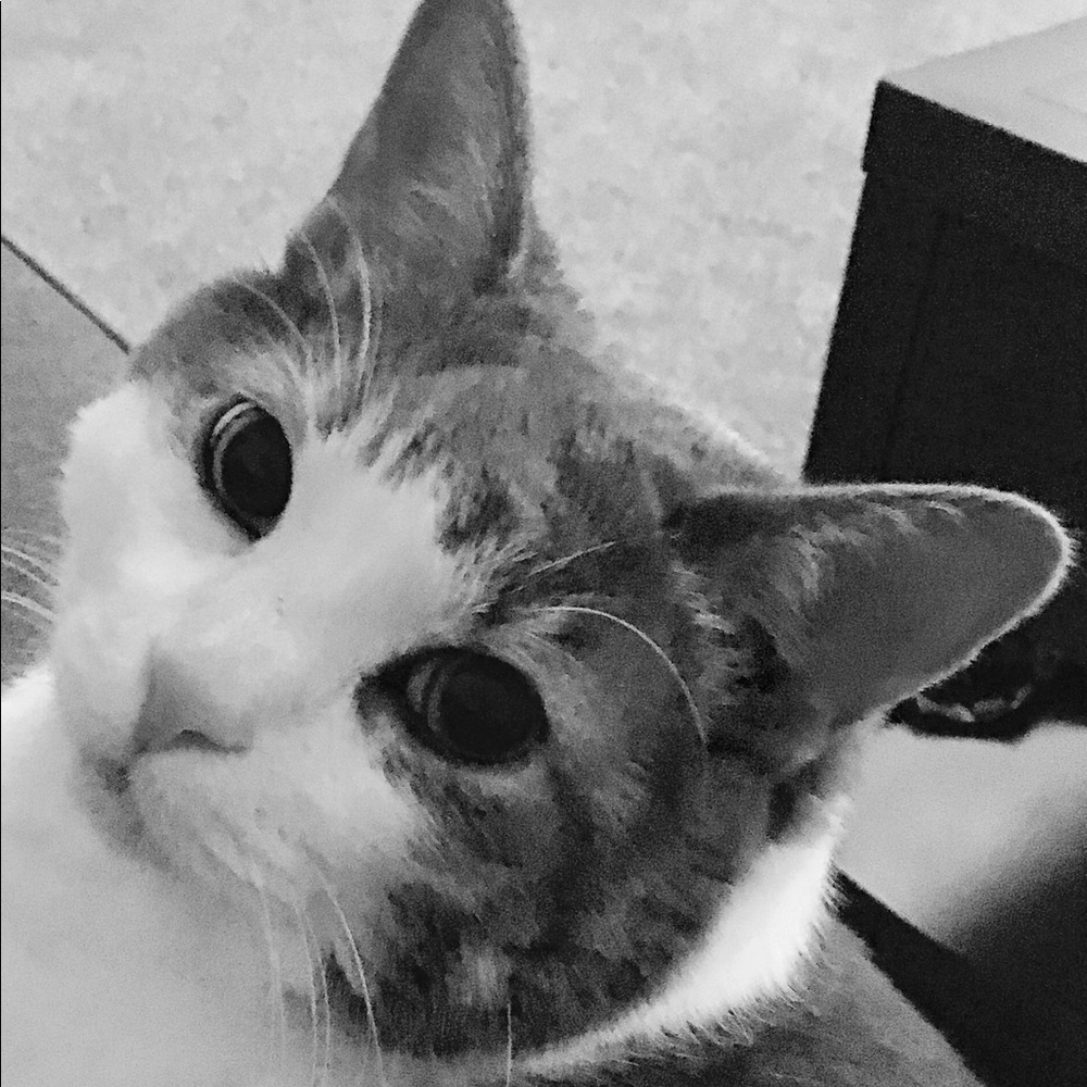 Meet your Posher, Ginger